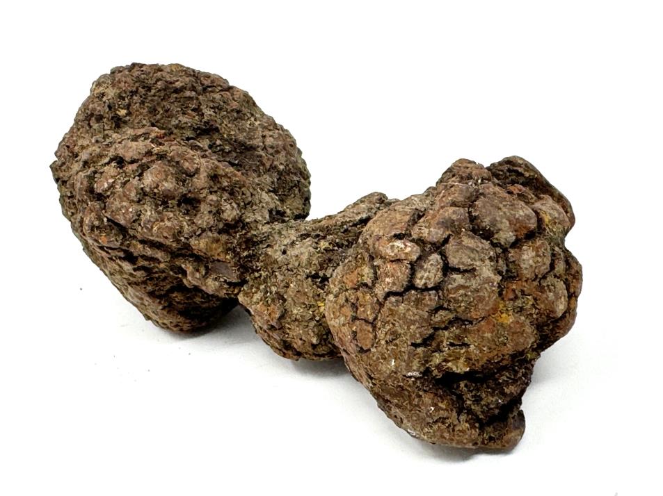 Coprolite Fossil 8cm