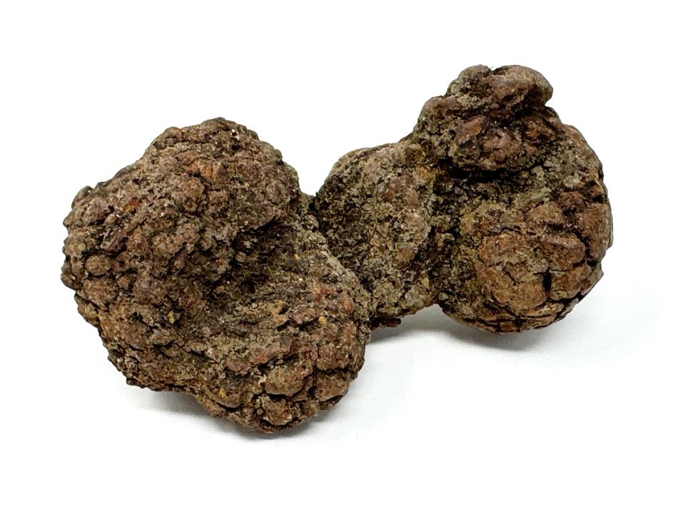 Coprolite Fossil 8cm