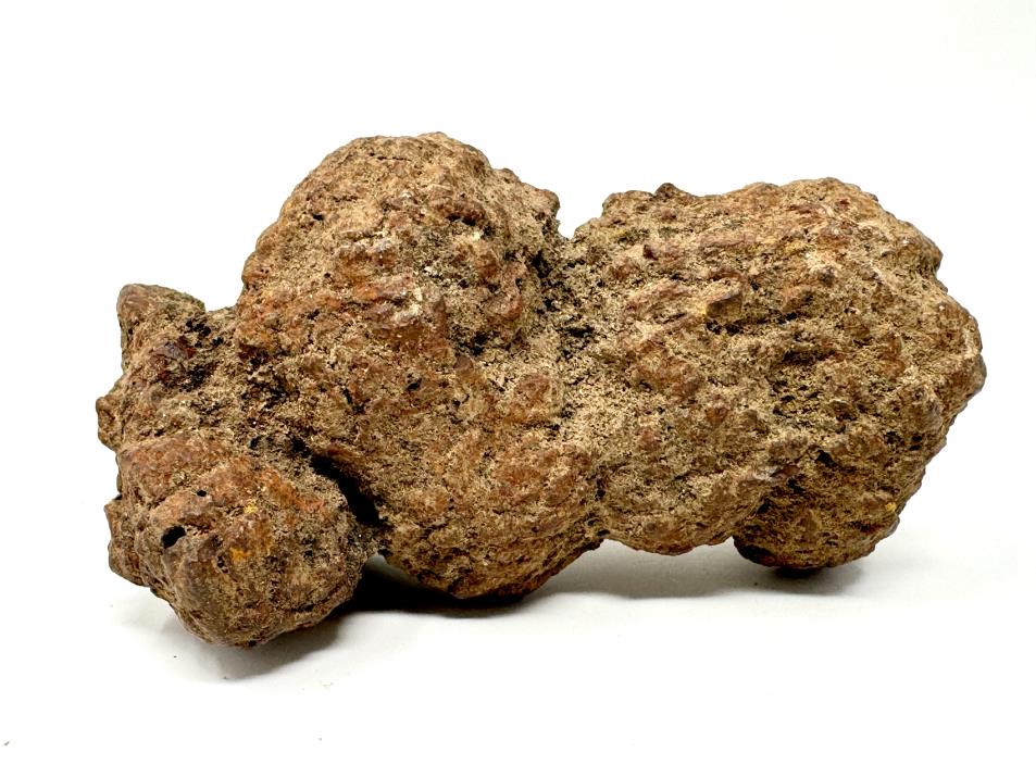 Coprolite Fossil 8.5cm