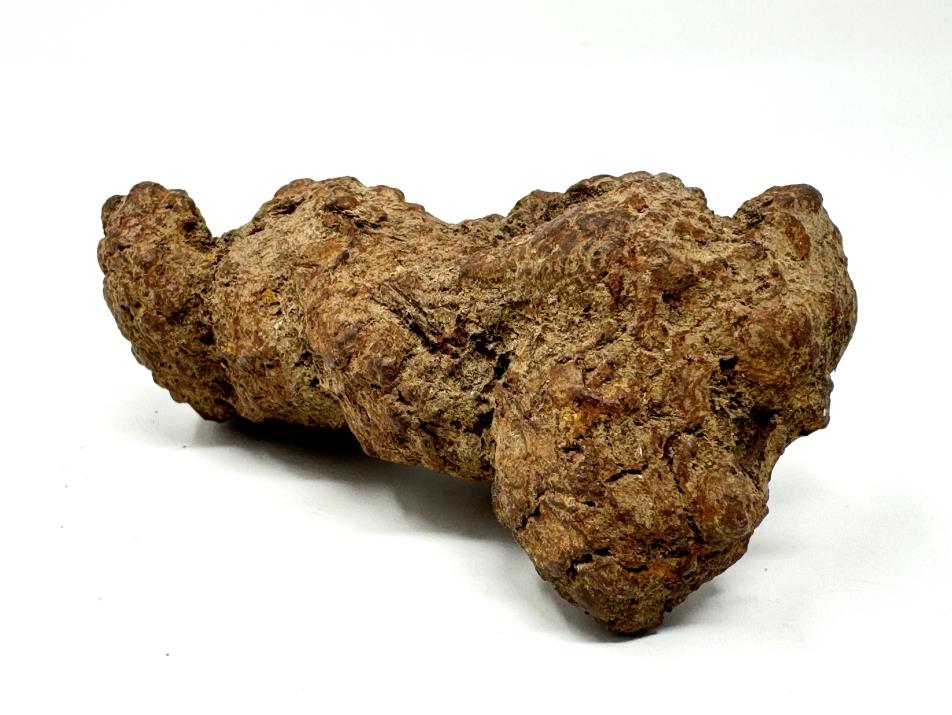 Coprolite Fossil 8.5cm