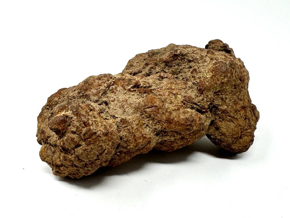 Coprolite Fossil 8.5cm