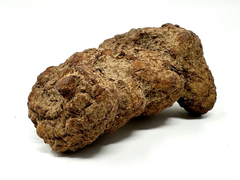 Coprolite Fossil 8.5cm