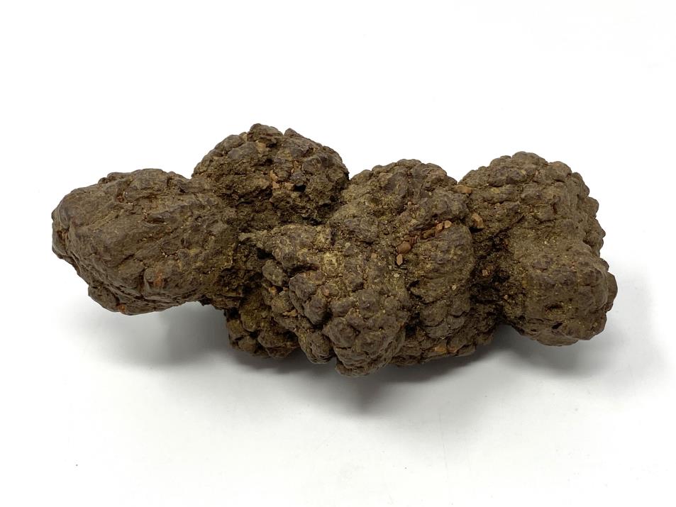 Coprolite Fossil 9.8cm