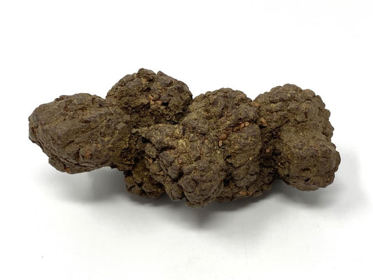 Coprolite Fossil 9.8cm