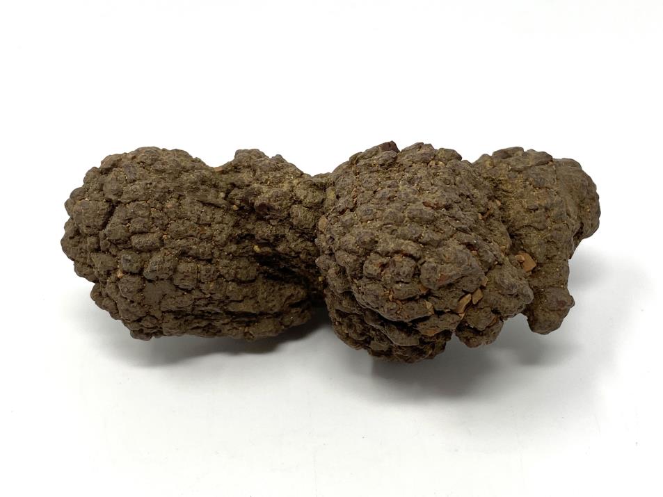 Coprolite Fossil 9.8cm