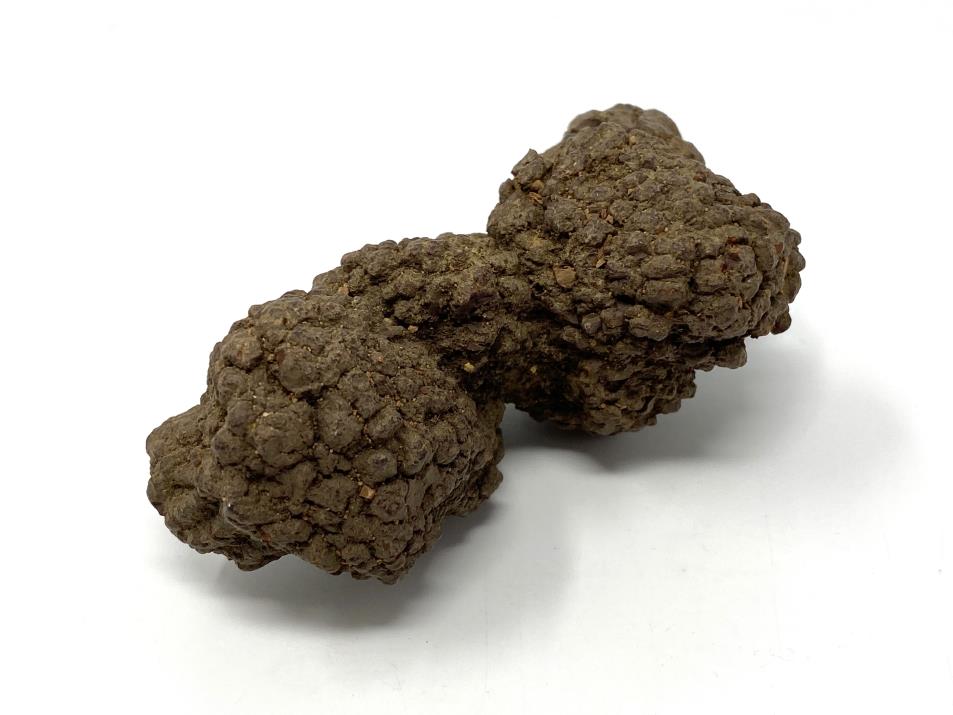 Coprolite Fossil 9.8cm