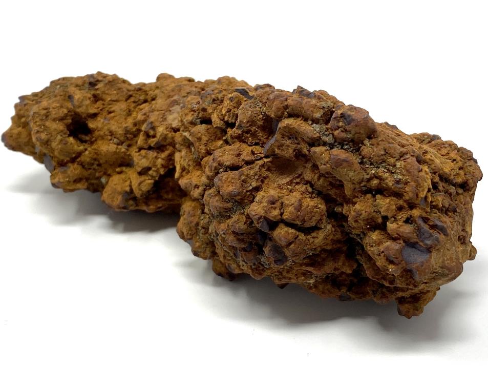 Coprolite Fossil Large 12.4cm