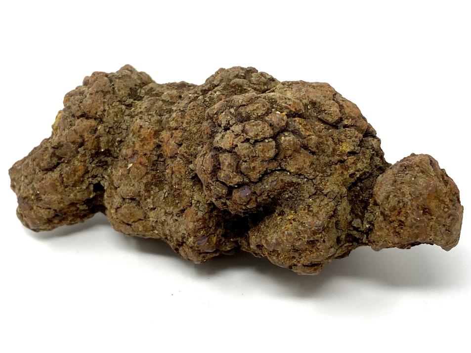 Coprolite Fossil 9.3cm