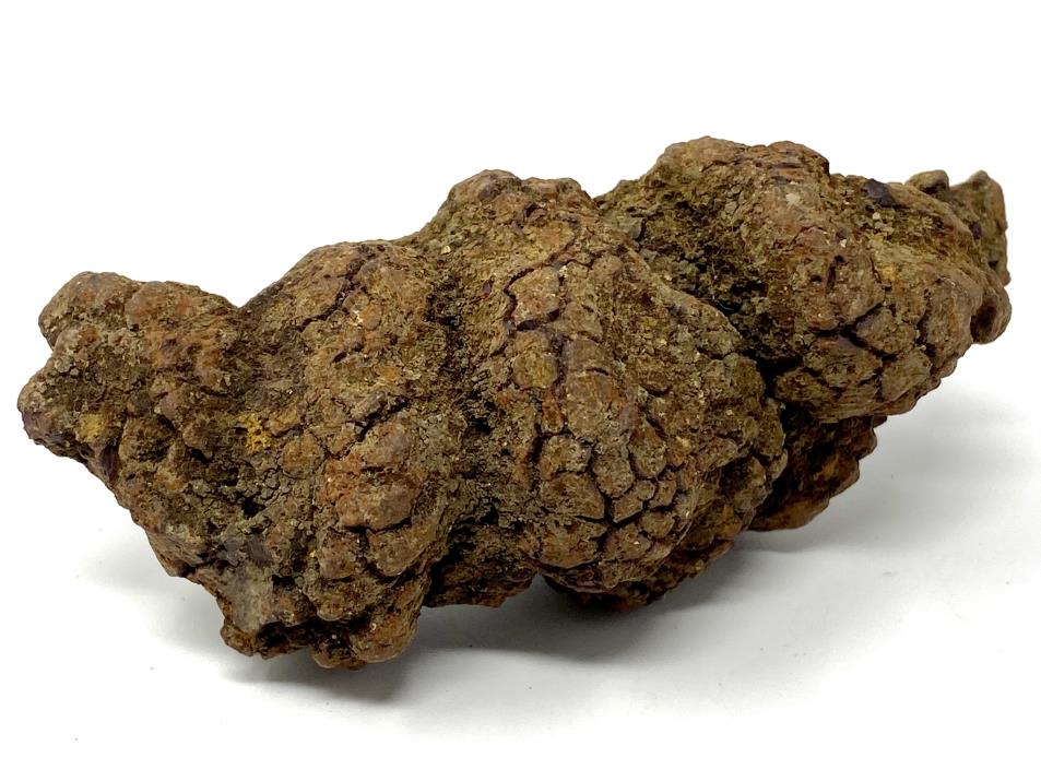 Coprolite Fossil 9.3cm