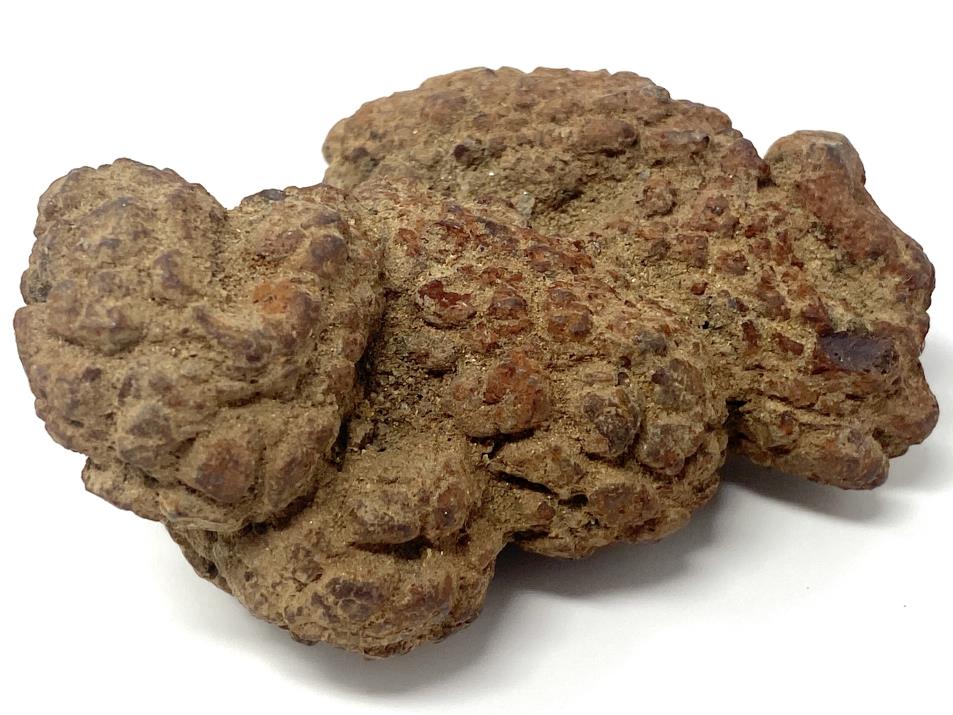 Coprolite Fossil 7.1cm