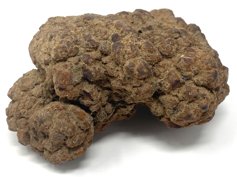 Coprolite Fossil 7.1cm