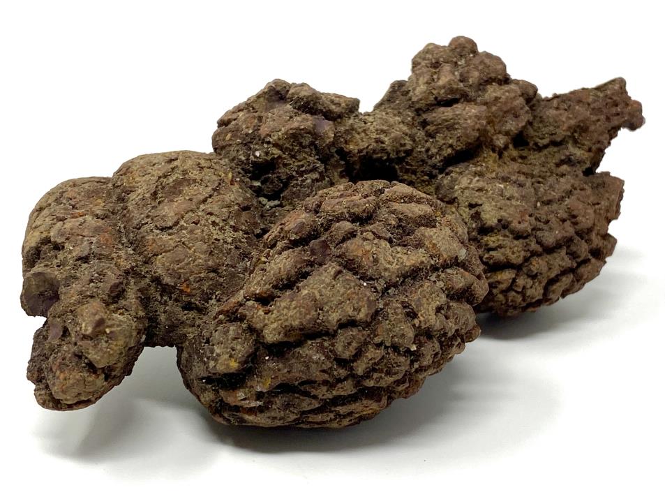 Coprolite Fossil Large 12.4cm