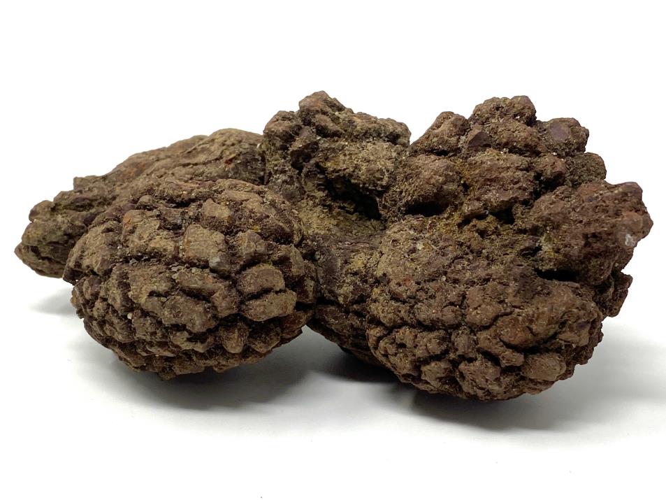 Coprolite Fossil Large 12.4cm