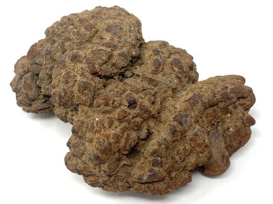 Coprolite Fossil 7.1cm