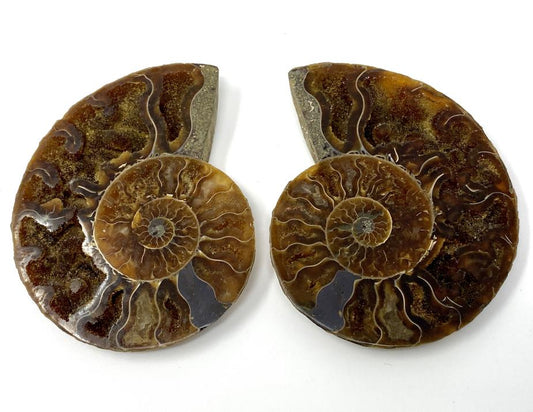 Ammonite Pair 7.5cm