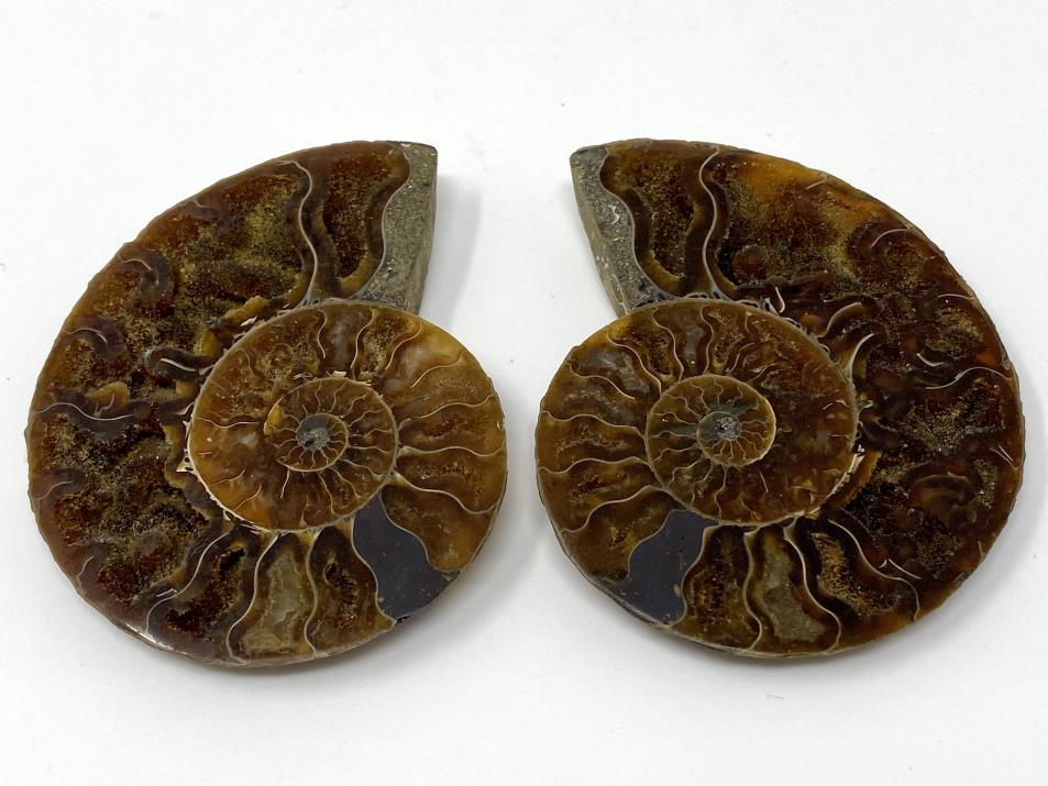 Ammonite Pair 7.5cm