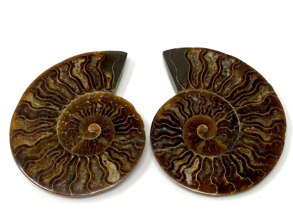 Ammonite Pair 10.2cm