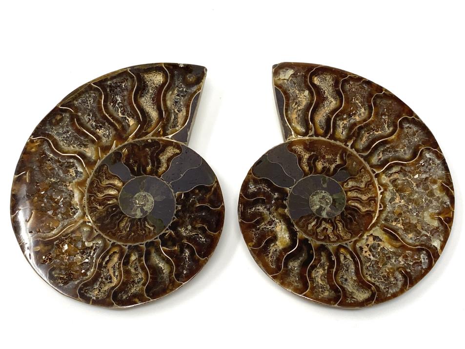 Ammonite Pair 10cm