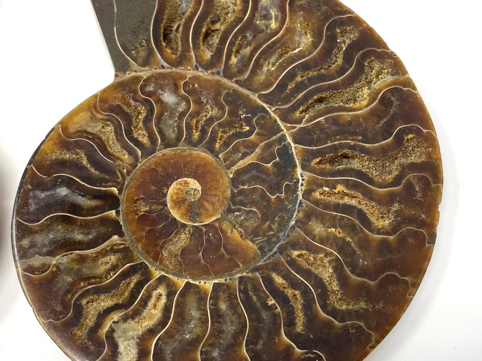 Ammonite Pair 10.2cm