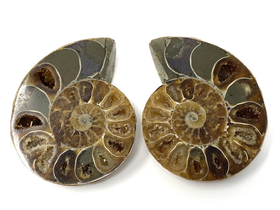 Ammonite Pair 5.7cm