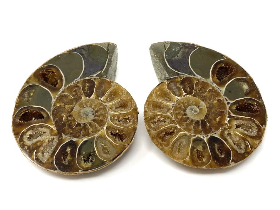 Ammonite Pair 5.7cm