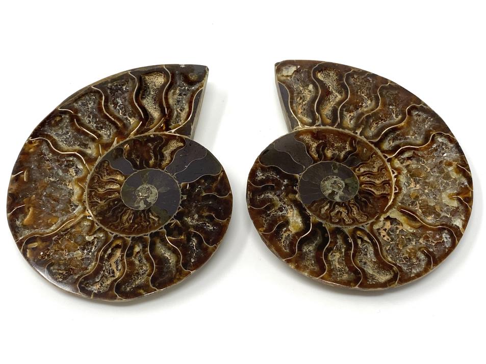 Ammonite Pair 10cm