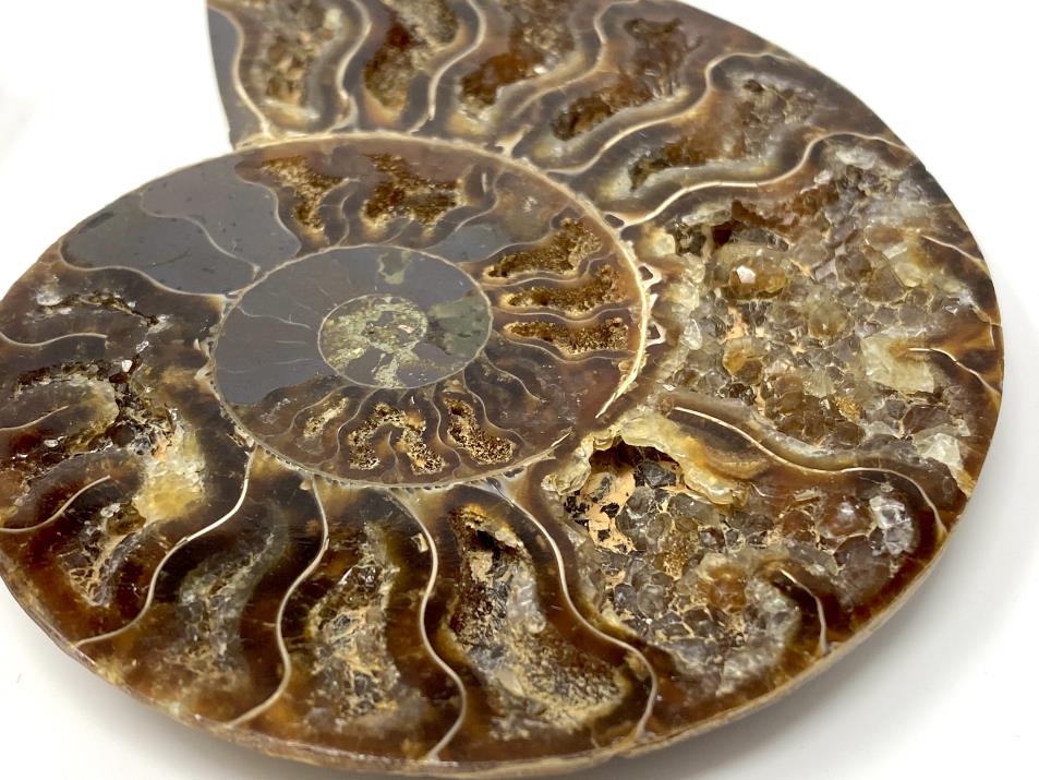 Ammonite Pair 10cm