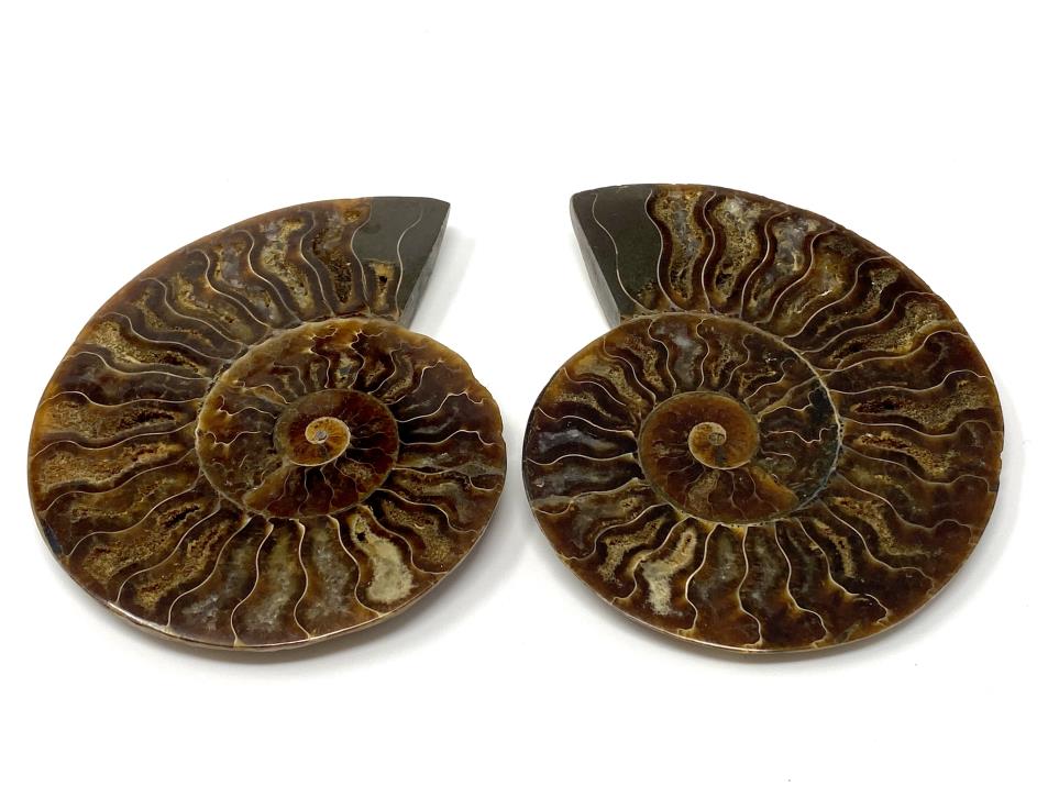 Ammonite Pair 10.2cm