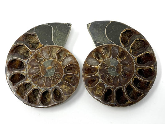 Ammonite Pair 7.2cm