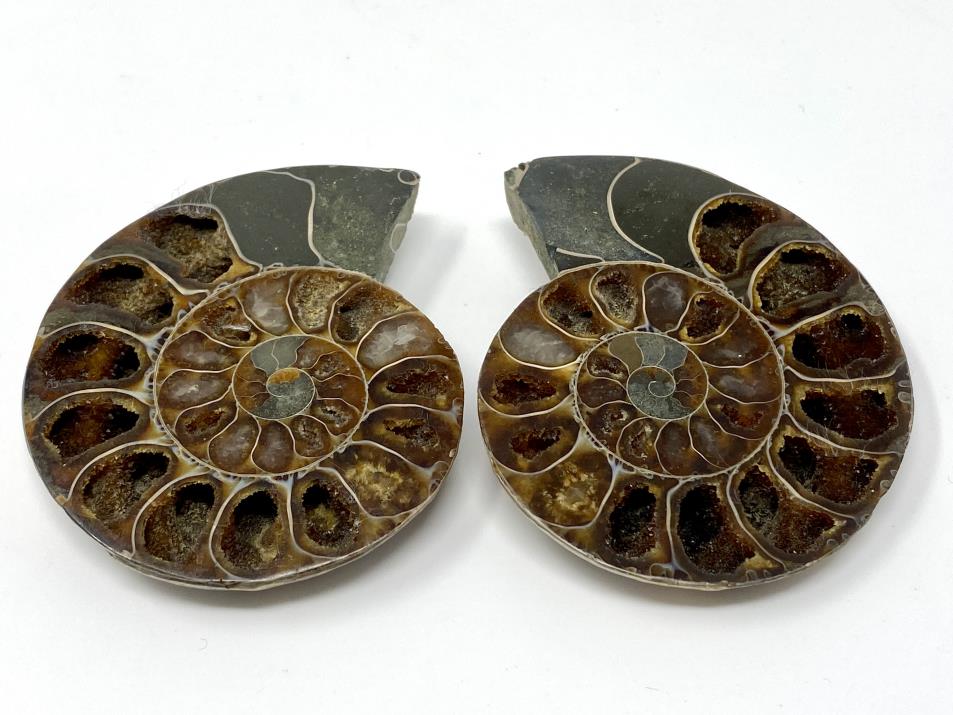 Ammonite Pair 7.2cm