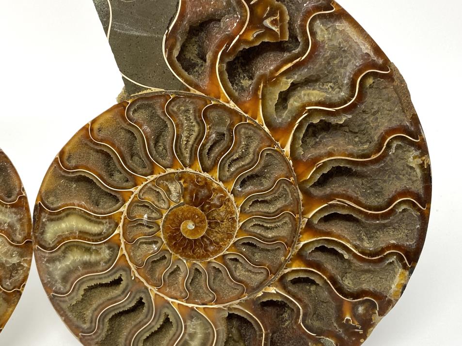 Ammonite Pair Very Large 20cm