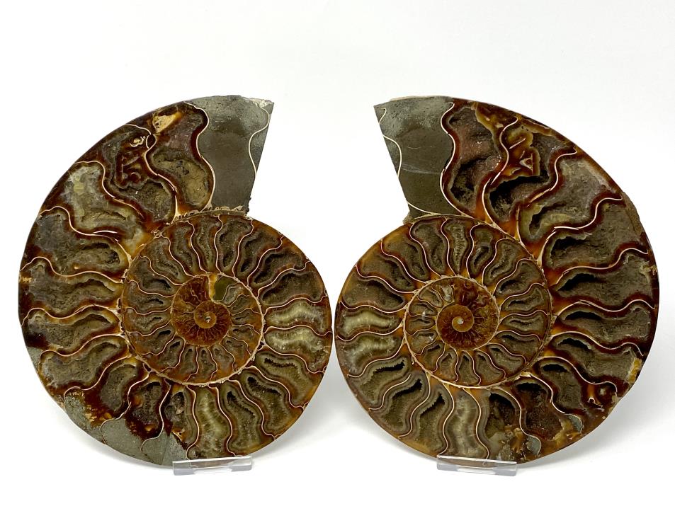 Ammonite Pair Very Large 20cm