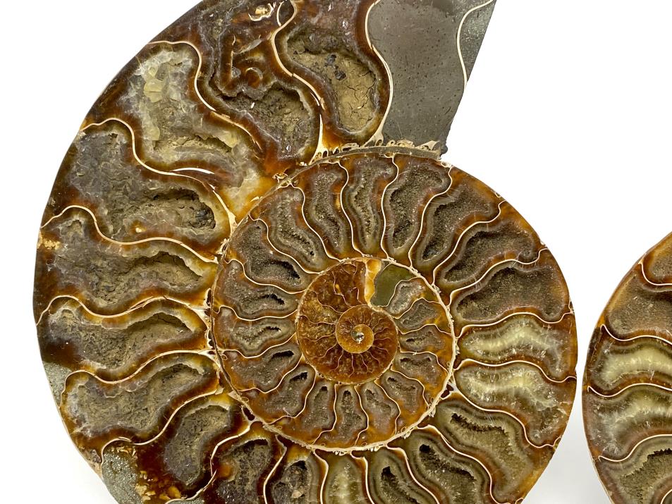 Ammonite Pair Very Large 20cm