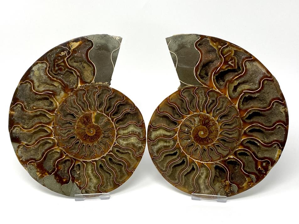 Ammonite Pair Very Large 20cm