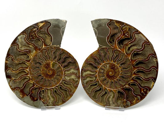 Ammonite Pair Very Large 20cm