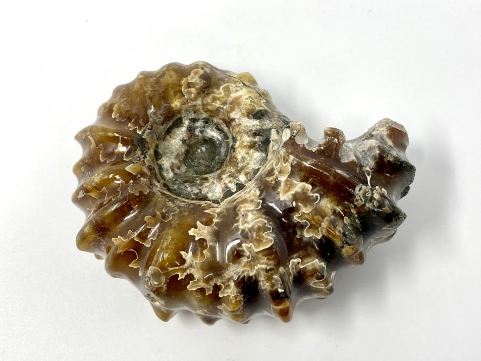 Ammonite Douvilleiceras Polished 7.4cm