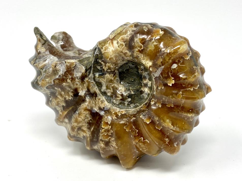 Ammonite Douvilleiceras Polished 7.4cm