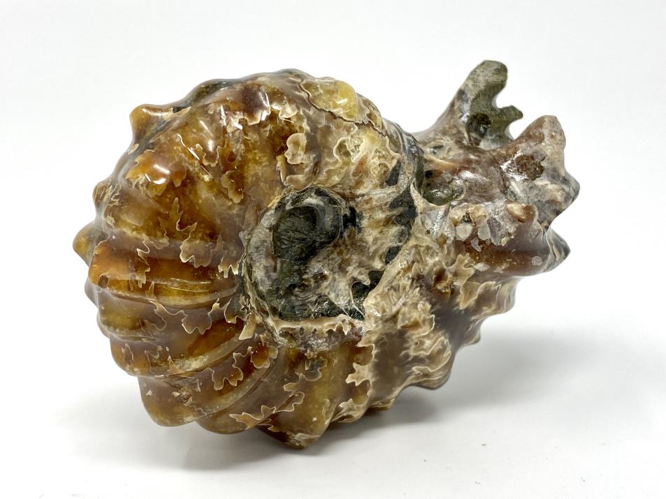 Ammonite Douvilleiceras Polished 7.4cm