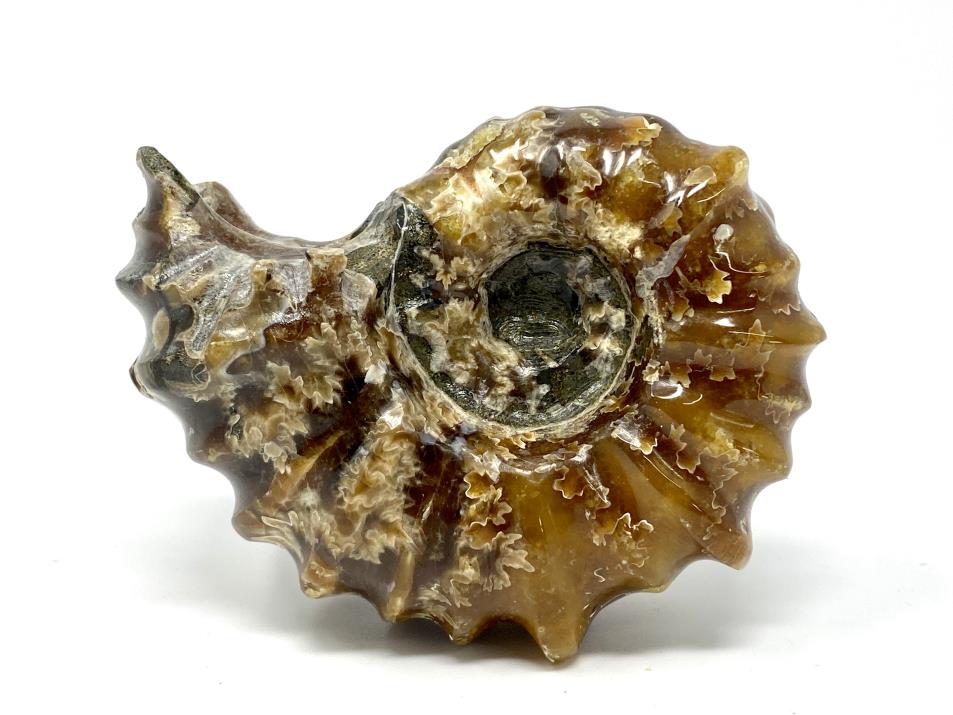 Ammonite Douvilleiceras Polished 7.4cm