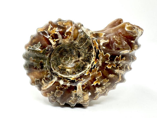 Ammonite Douvilleiceras Polished 8.4cm