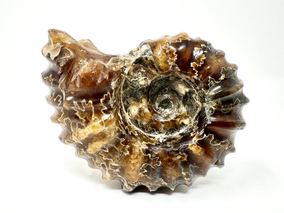 Ammonite Douvilleiceras Polished 8.4cm