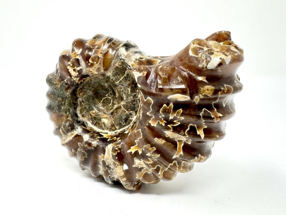 Ammonite Douvilleiceras Polished 8.4cm