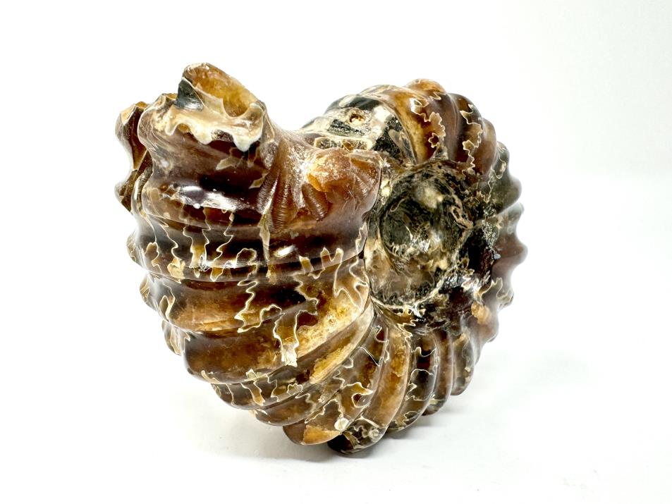 Ammonite Douvilleiceras Polished 8.4cm