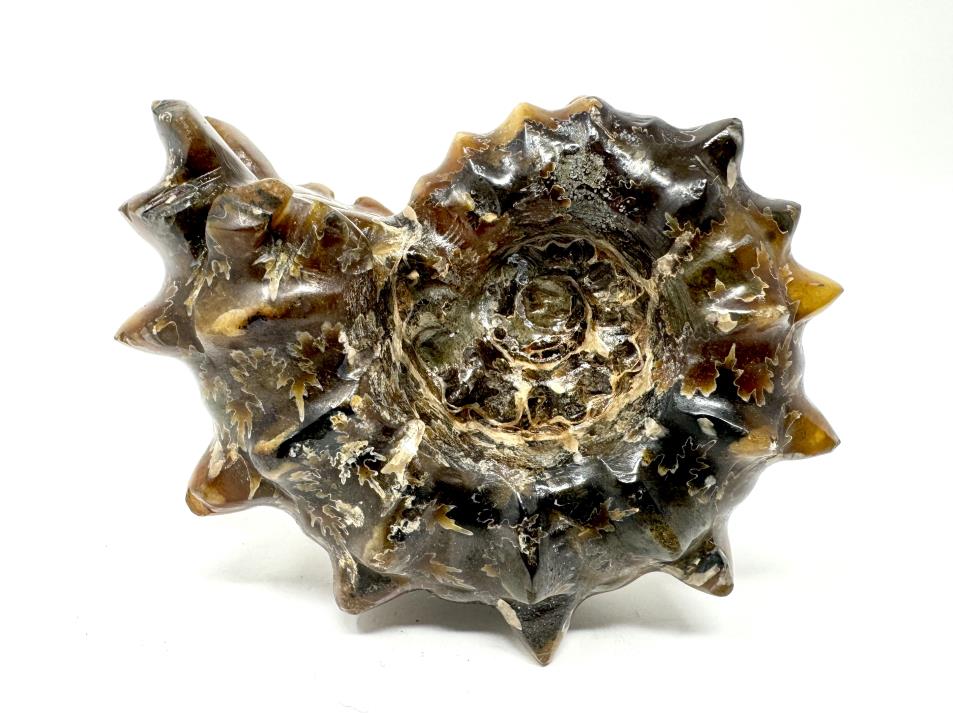 Ammonite Douvilleiceras Polished 7.5cm