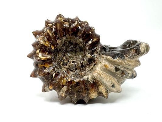 Ammonite Douvilleiceras Polished 8.2cm