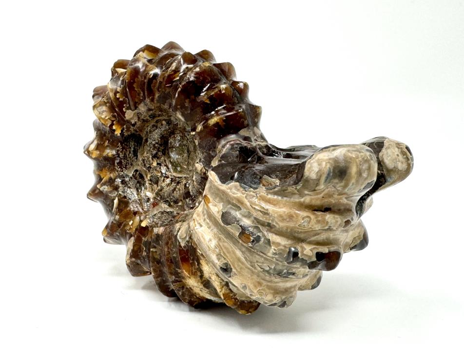 Ammonite Douvilleiceras Polished 8.2cm