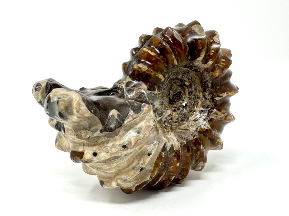 Ammonite Douvilleiceras Polished 8.2cm