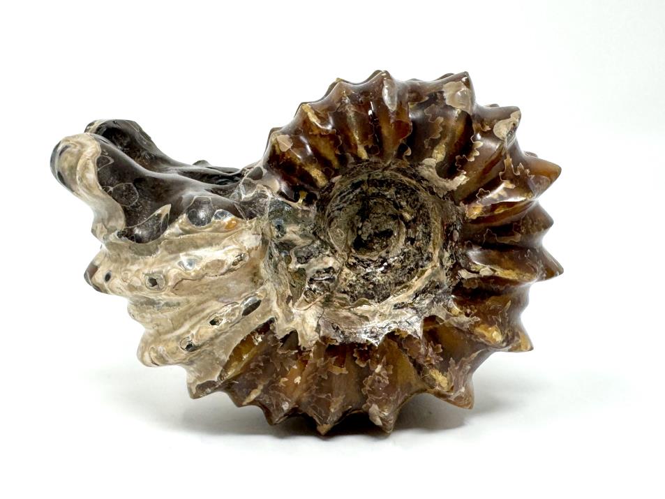 Ammonite Douvilleiceras Polished 8.2cm