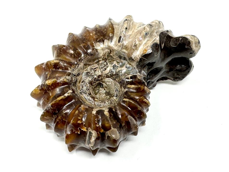 Ammonite Douvilleiceras Polished 8.2cm