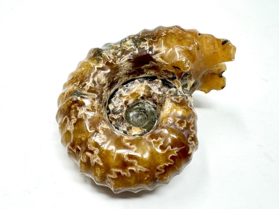 Ammonite Douvilleiceras Polished 7.8cm